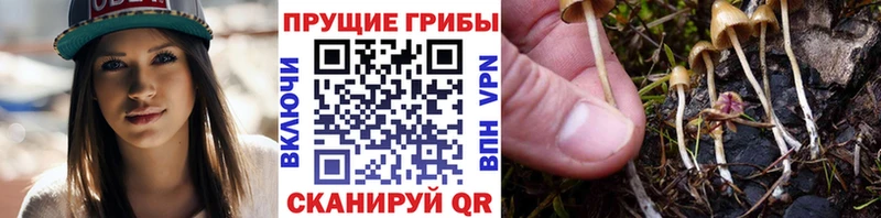 Галлюциногенные грибы Psilocybe Усть-Кут